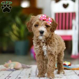 Janice, Mini Goldendoodle Puppy